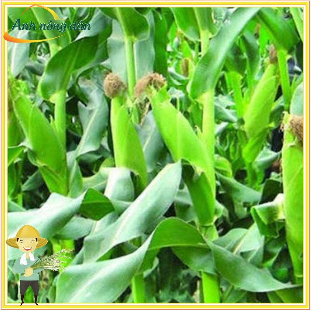 Gói 100g Hạt ngô nếp lai F1
