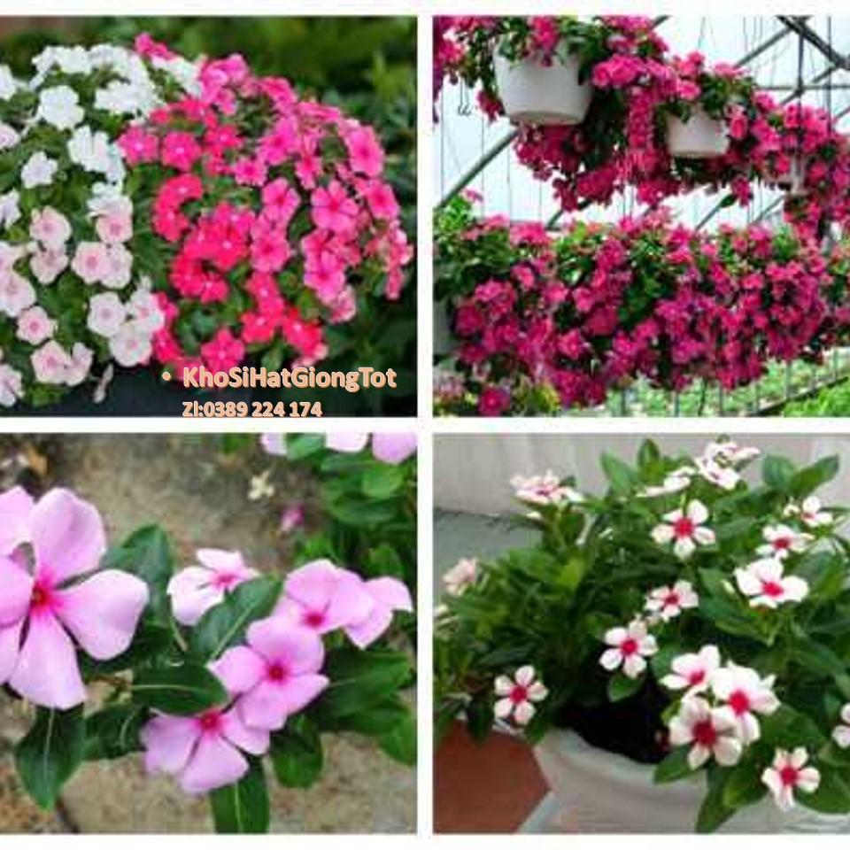 61A Gói 50 Hạt Giống Hoa Dừa Cạn Lùn RỦ Mix Màu