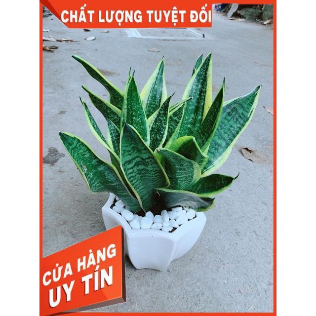 Chậu Lưỡi Hổ Size Lớn