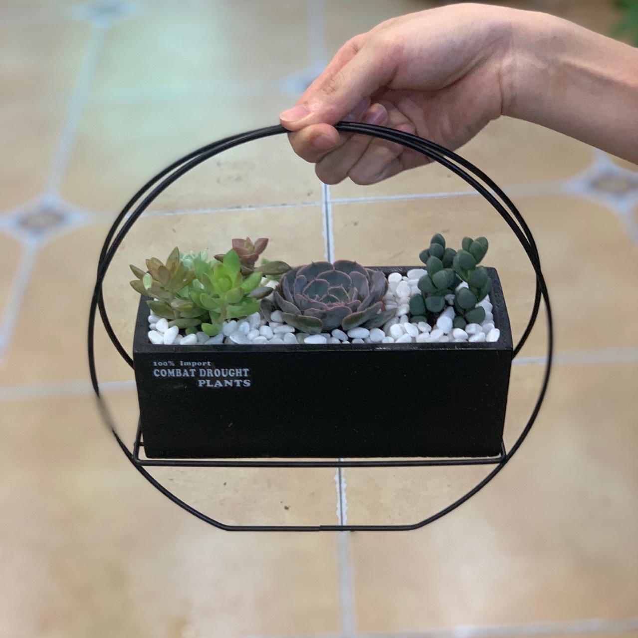 Terrarium, tiểu cảnh sen đá & xương rồng mẫu 001