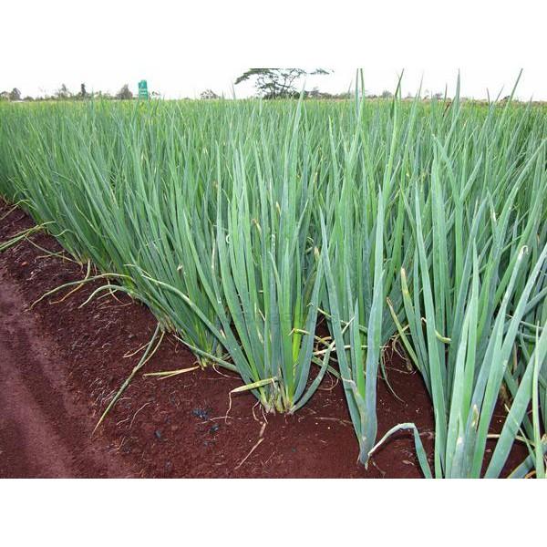 Gói 1g hạt giống hành lá gốc trắng