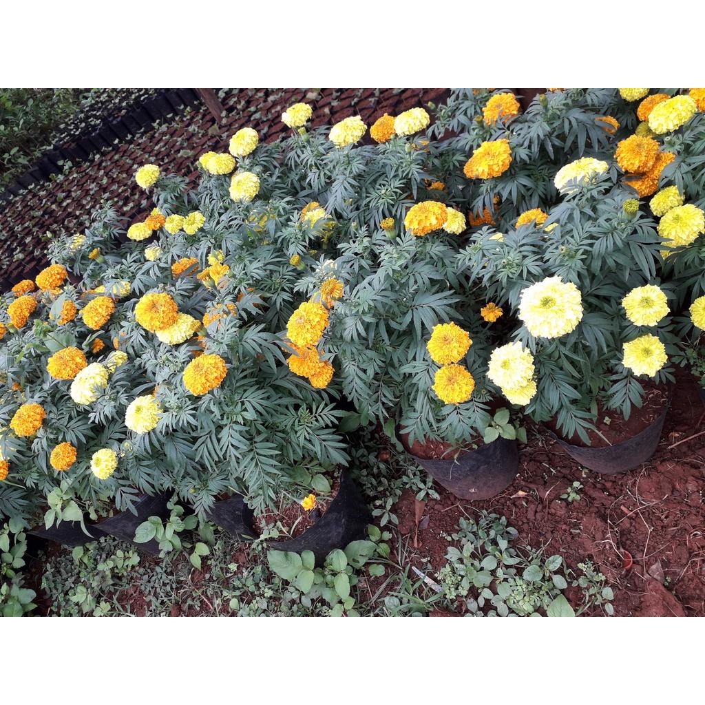 CÂY HOA CÚC VẠN THỌ