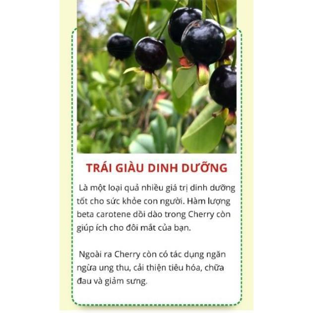 Cây cherry Brazil