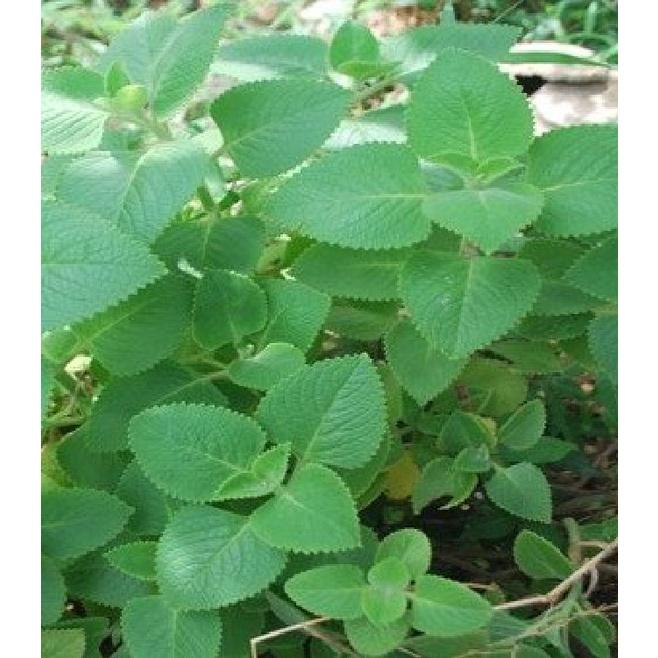 Hạt giống rau húng chanh KNS3232 - Gói 100 hạt