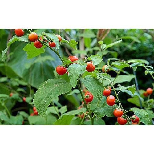 COMBO 2 CÂY GIỐNG CÀ GAI LEO SIÊU TỐT - CB2CGCGL
