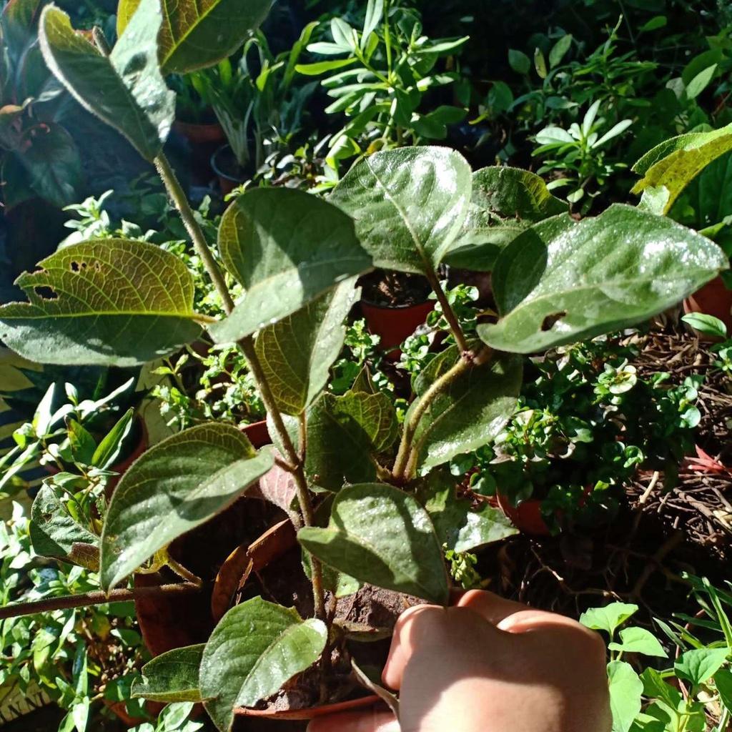 03 Cây Giống Lá Mơ Chó 981SP