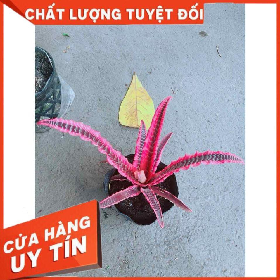 Cây Dứa Đuôi Phụng Nhiều Người Mua