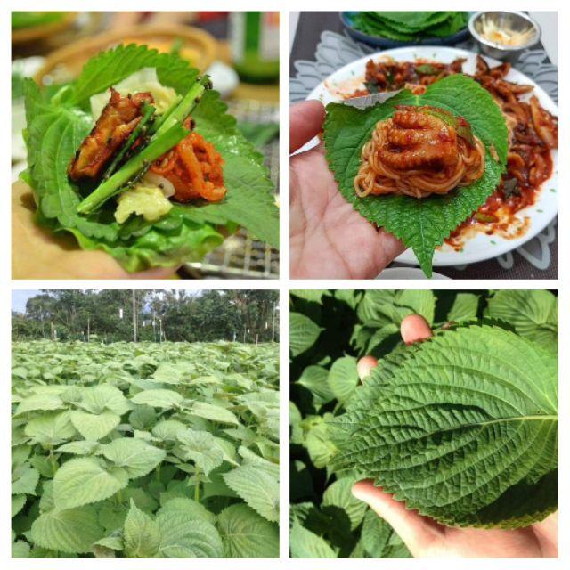 Hạt Giống Lá Mè - Lá Vừng, Quấn Thịt -