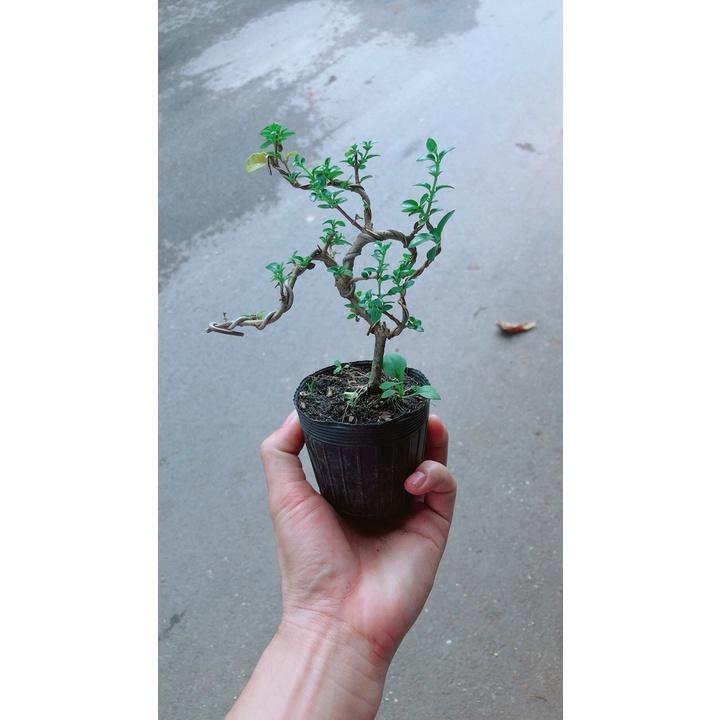 Sam Hương Bonsai Dáng Uốn