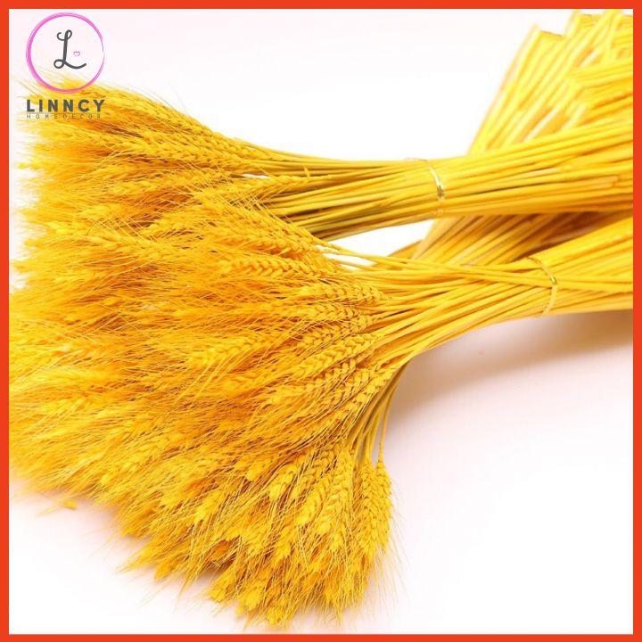 Bó 100 bông lúa mạch-hoa khô trang trí nhà cửa, văn phòng, làm đồ handmade