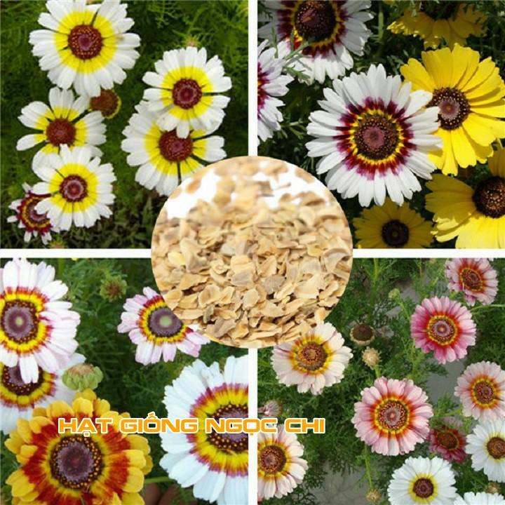 Hạt Giống Hoa Cúc Chi Mix - 50 Hạt