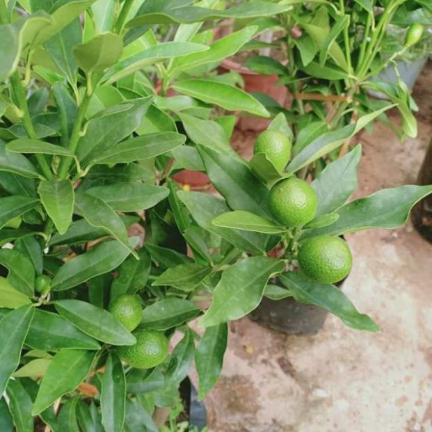 Sản phẩm CÂY QUẤT NGỌT