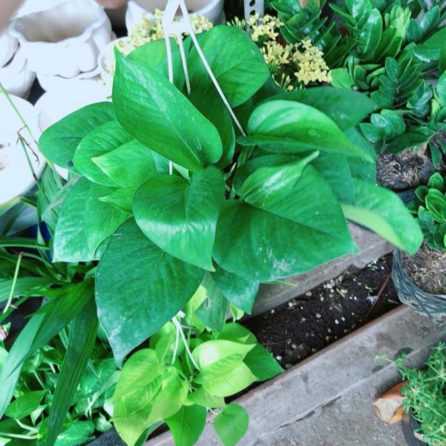 Chậu Trầu Bà Thái Xanh