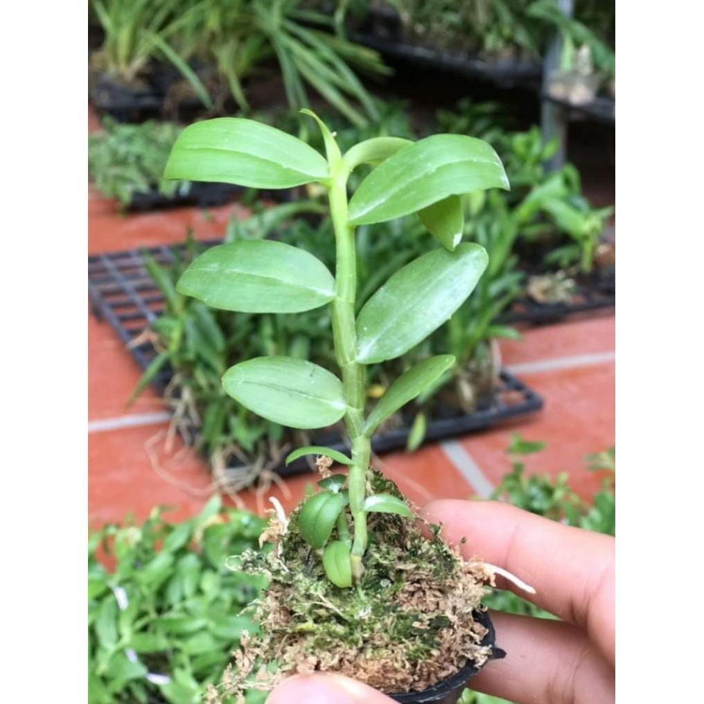 Cốc phi điệp 5 cánh trắng VỌNG XƯA- hàng CẤY MÔ - hoa TÙY DUYÊN - hoa siêu đẹp