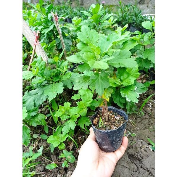 Cây giống cúc đổi màu