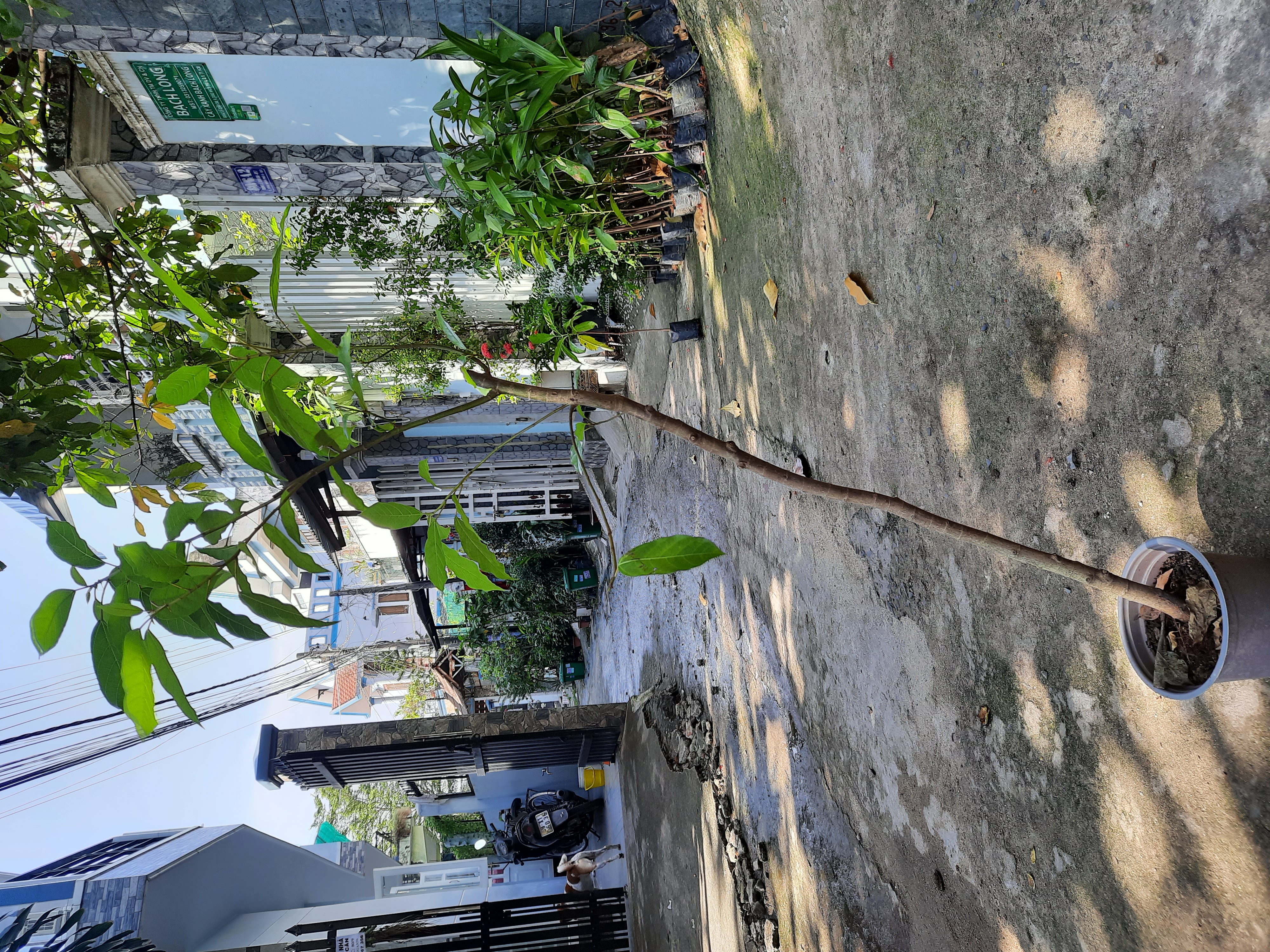 Cây sung, chiều cao cây khoảng 1m2, như hình