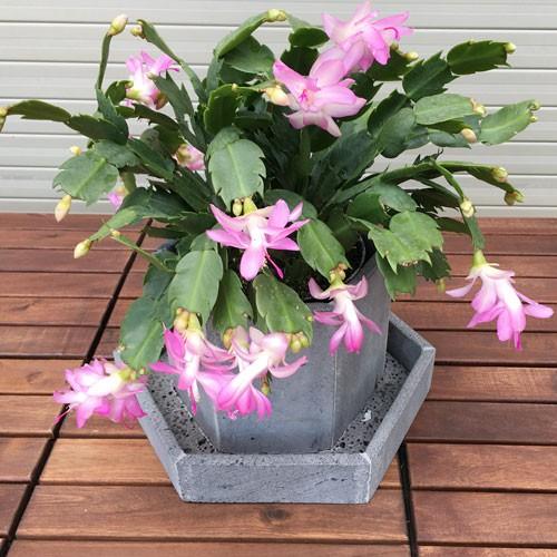 Chậu hoa đá ong xám 20x20x30cm hình lục giác độc lạ 2 tầng