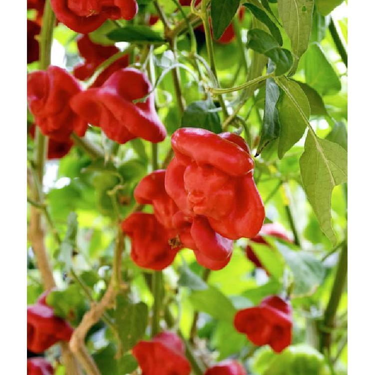 Hạt giống ớt chuông gió 30 hạt/gói