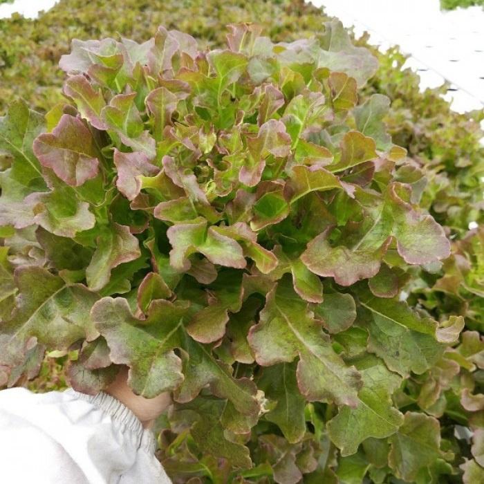 Hạt giống xà lách lá sồi tím Oakleaf 933 - Chịu nhiệt tốt