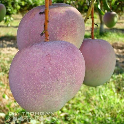 CÂY GIỐNG XOÀI ÚC SIÊU QUẢ