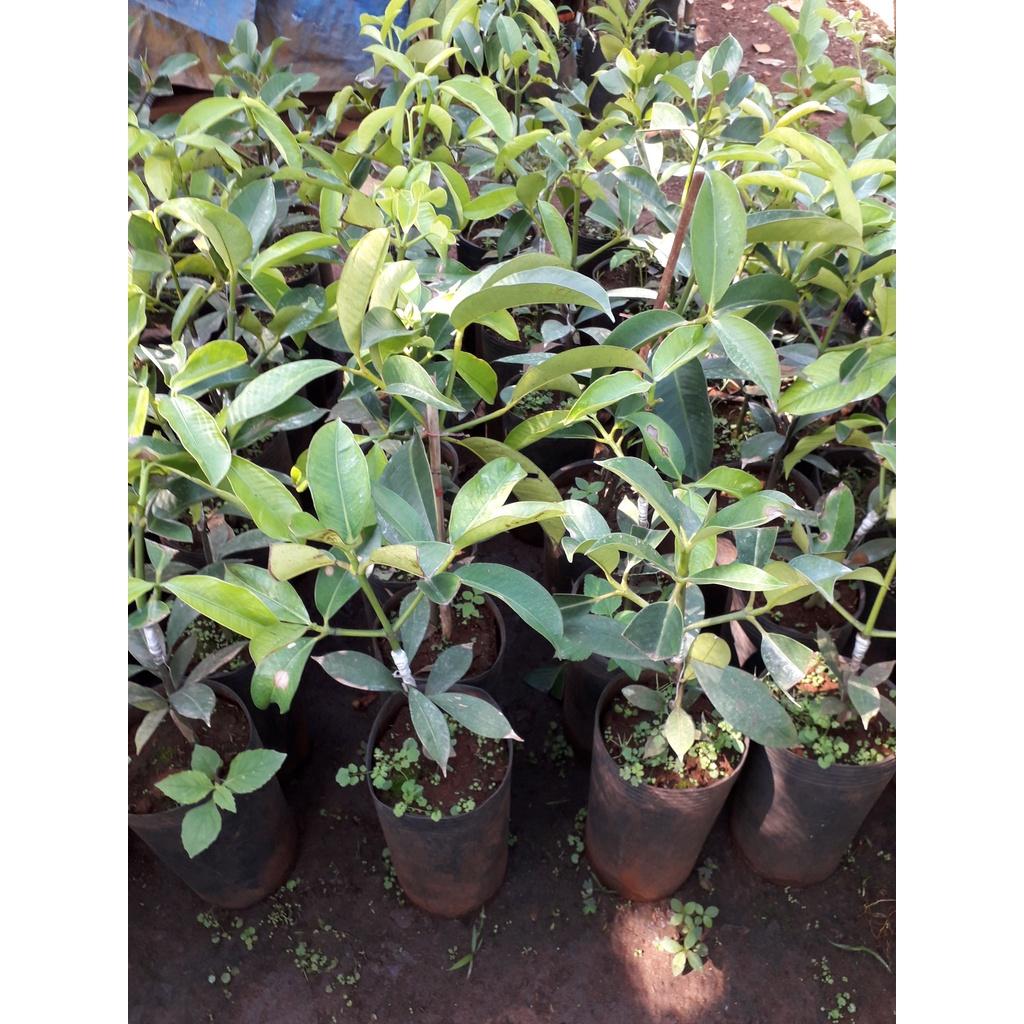 Cây giống MĂNG CỤT GHÉP BẦU TO KHỔNG LỒ
