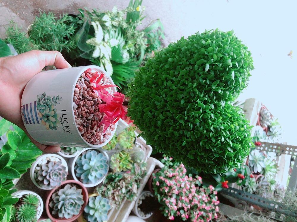 Chậu Cây May Mắn Trái Tim