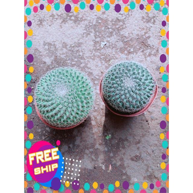 Combo 2 Cây Xương Rồng