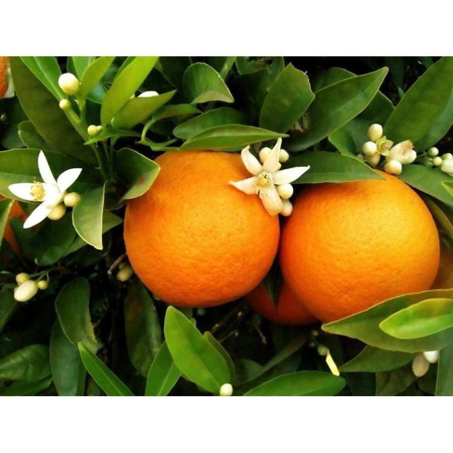 Cây giống cam cara ruột đỏ