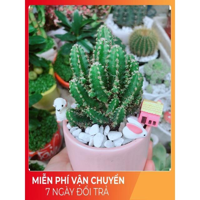 Chậu Xương Rồng Thanh Sơn