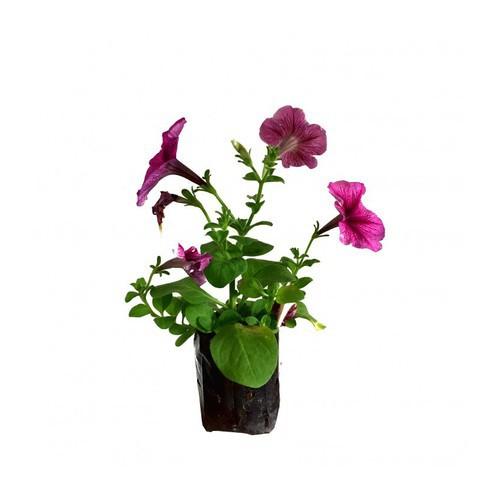 DẠ YẾN THẢO THƠM RỦ F1,DẠ YẾN THẢO THƠM RỦ F1