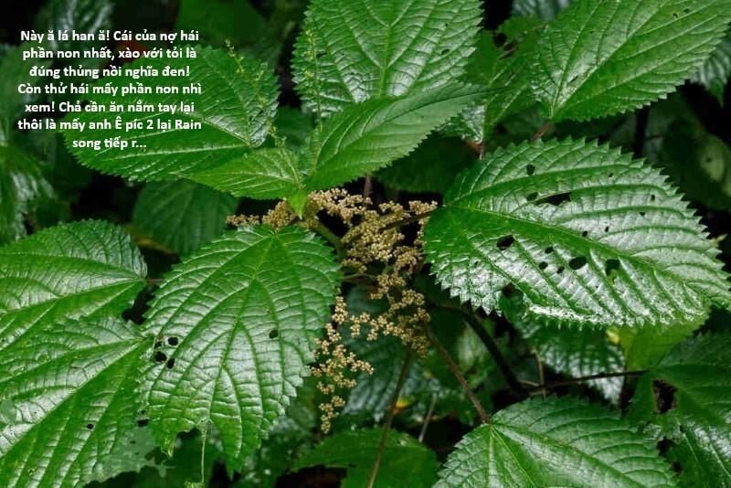 sự lụi tàn của usuzumi chapter 117 99