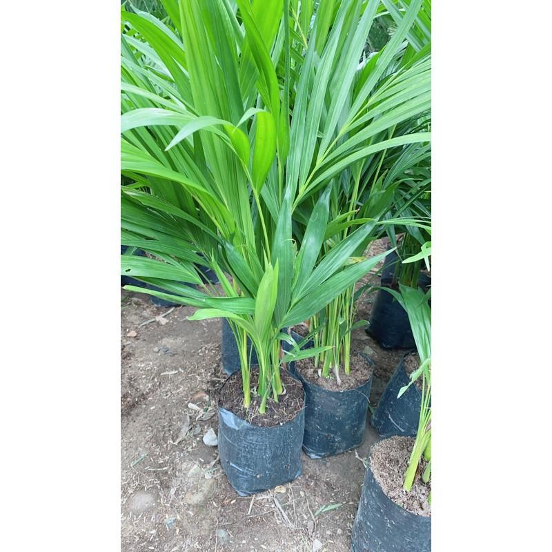 Cây Cau Vàng Cao 60-70cm