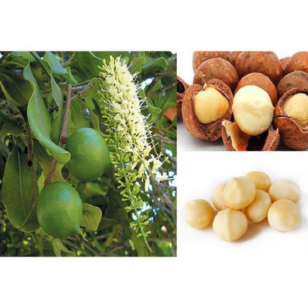 Cây mắc ca ghép, cây lớn sắp quả