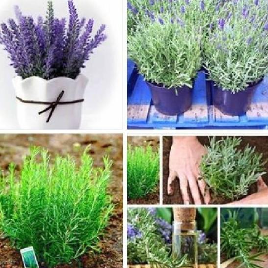 Combo 2 gói hạt giống đuổi con trùng