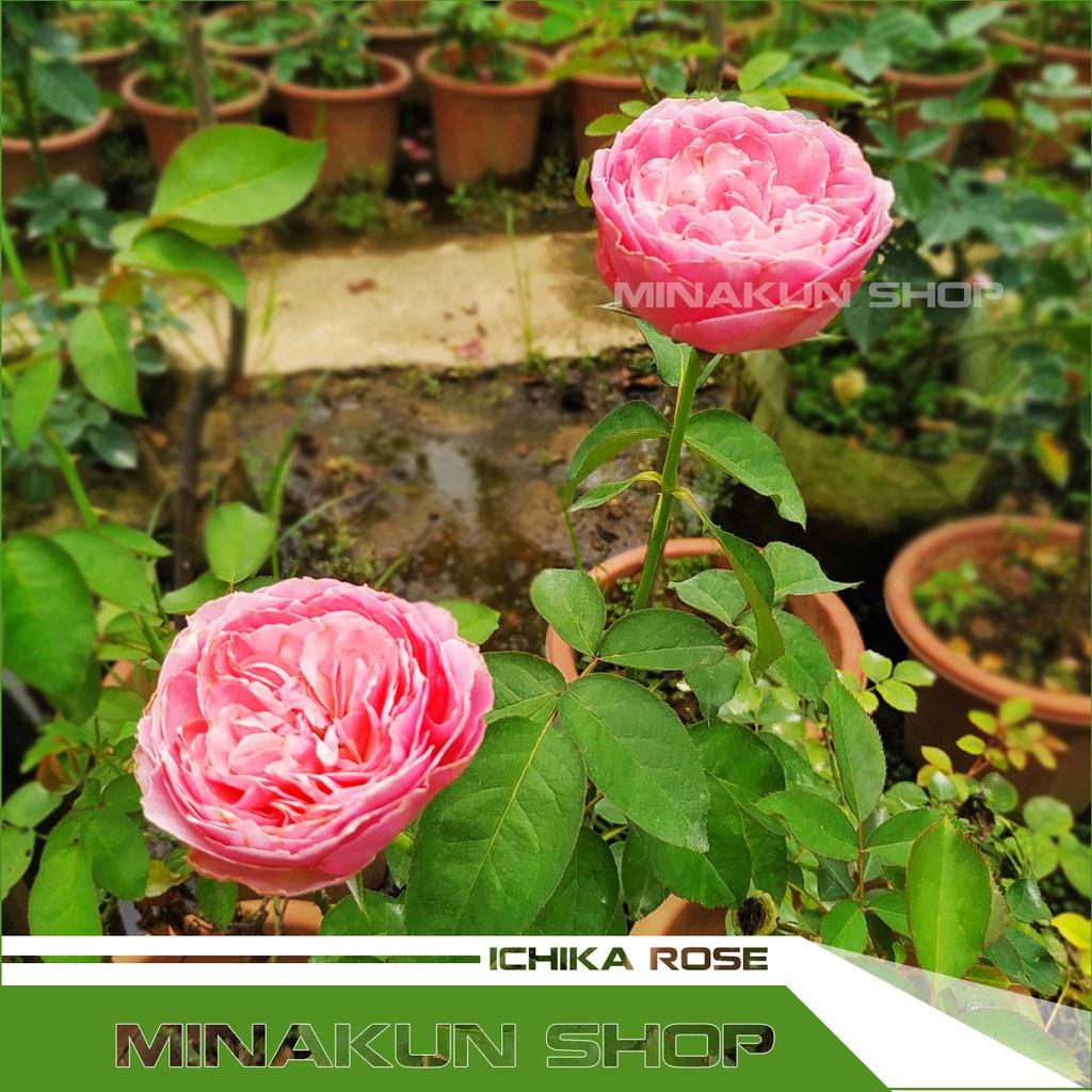 Hoa hồng ngoại Ichika Rose Nhật cánh cứng