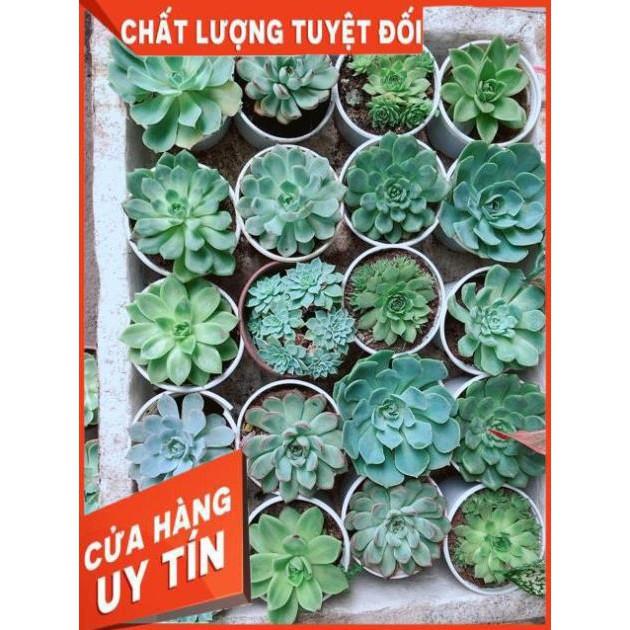 Sen Đá Size Trung 35k