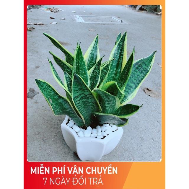 Chậu Lưỡi Hổ Size Lớn