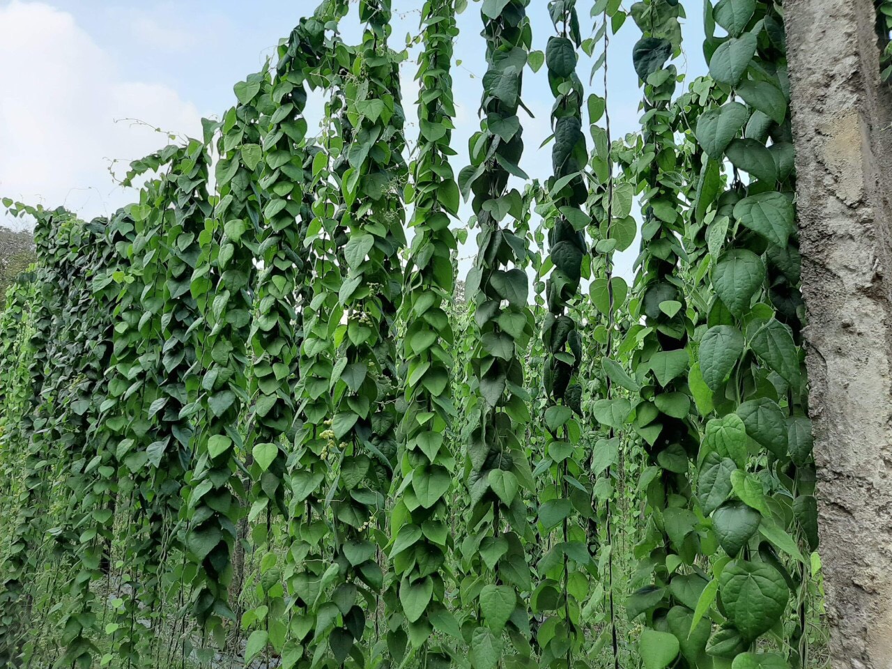 Hạt giống sâm lông 3 gói