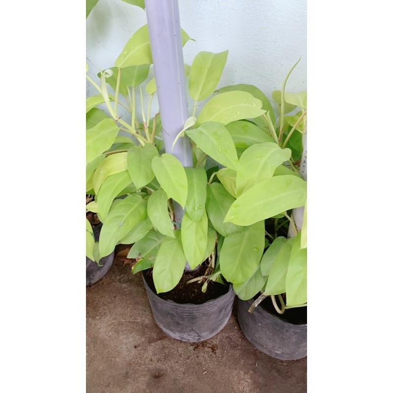 Trầu Bà Trụ Vàng