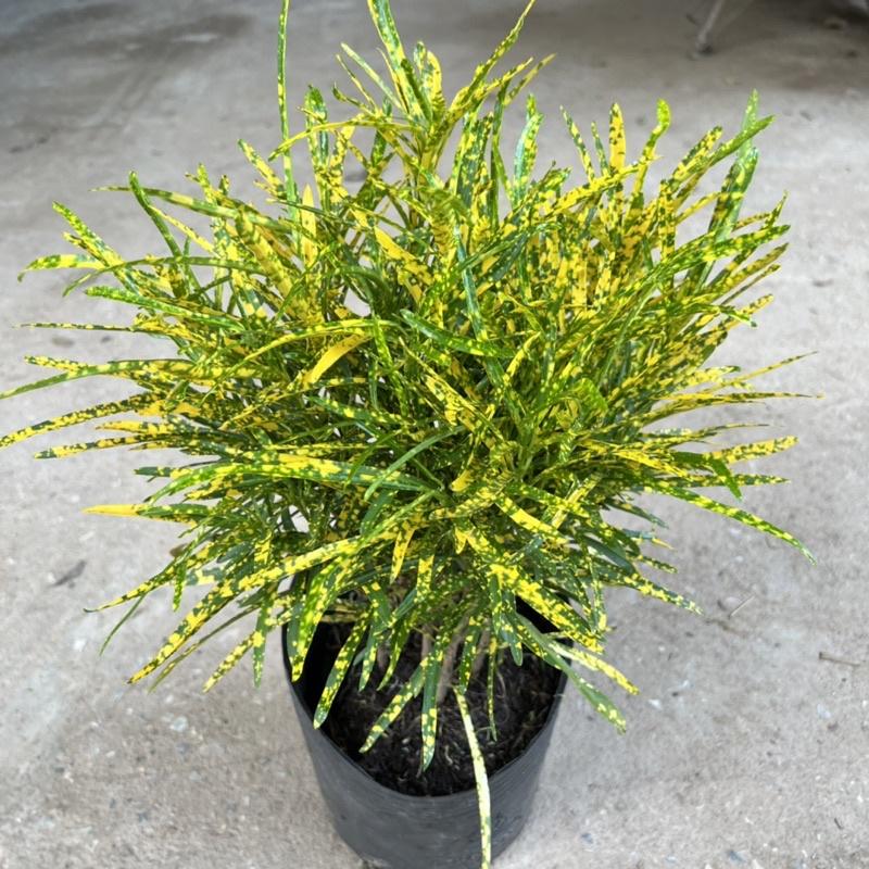 Cây cô tòng đuôi lươn cao 25-30cm, cây cảnh trang trang trí quán cà phê, ban công, sân vườn và ven tường