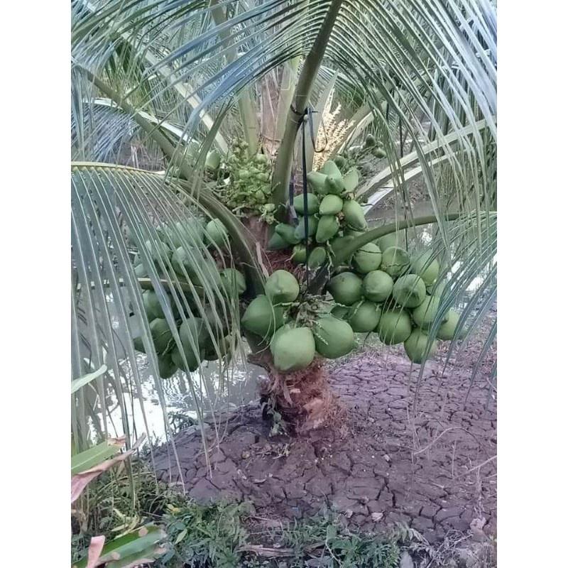 Cây giống dừa xiêm lùn siêu trái