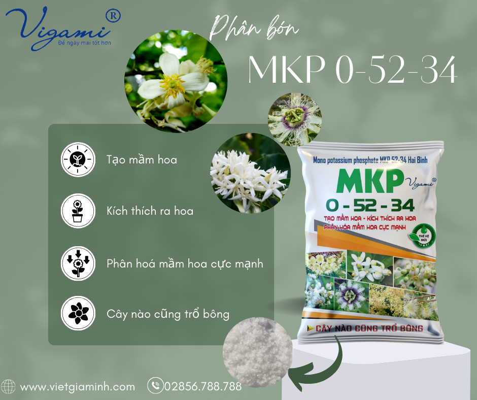 Phân Bón lá tạo mầm hoa MKP 0-52-34 1KG - Siêu Lân Kali kích thích ra hoa, xử lý nghịch vụ