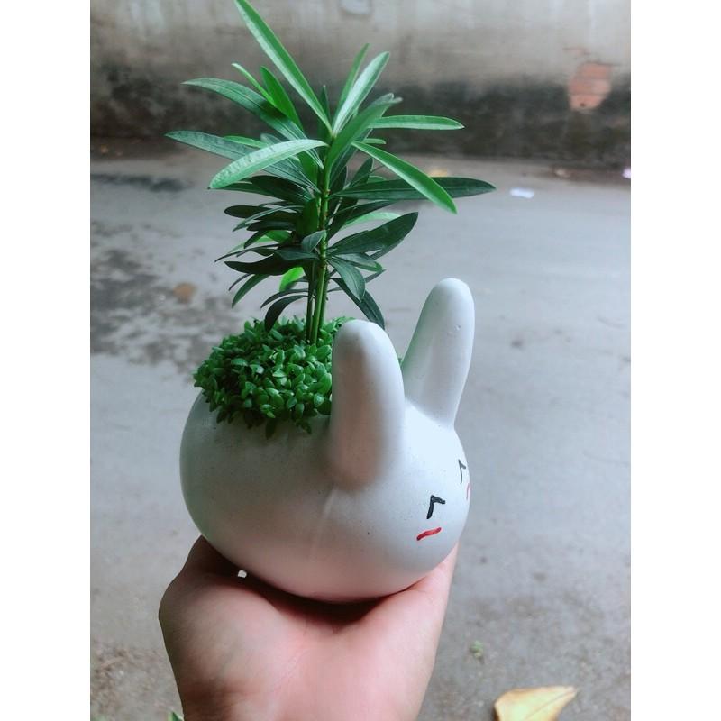 Chậu Cây Tùng Vạn Niên