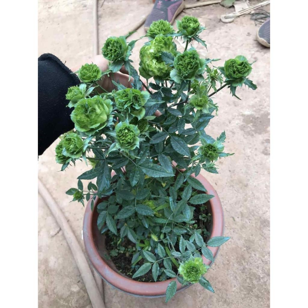 Cây giống hoa Hồng xanh Jane Green