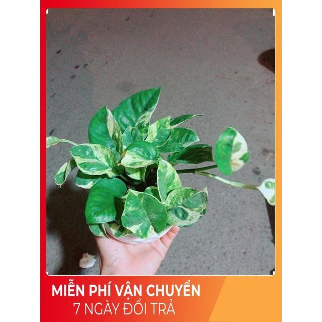 Chậu Trầu Bà Sữa