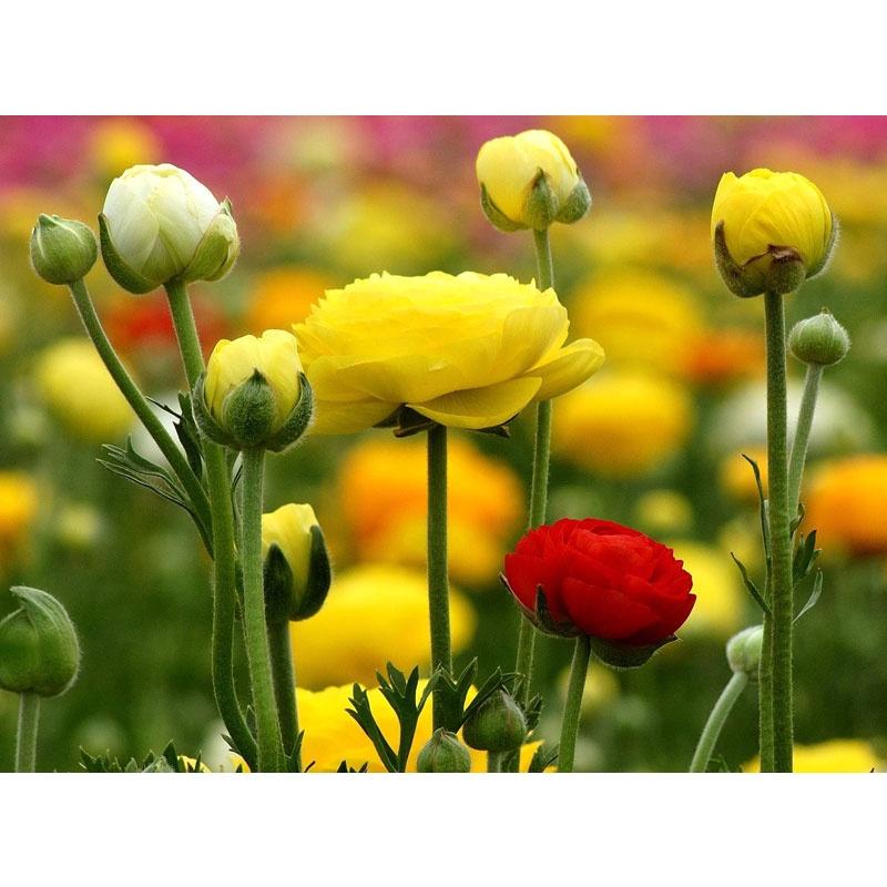 Hạt giống hoa Hồng Ri Ba Tư mix - Gói 5 hạt - Tặng gói kích thích hạt nảy mầm