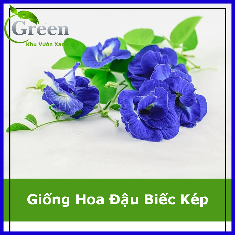 Hạt Giống Hoa Đậu Biếc Cánh Kép Tỉ Lệ Nảy Mầm Cao