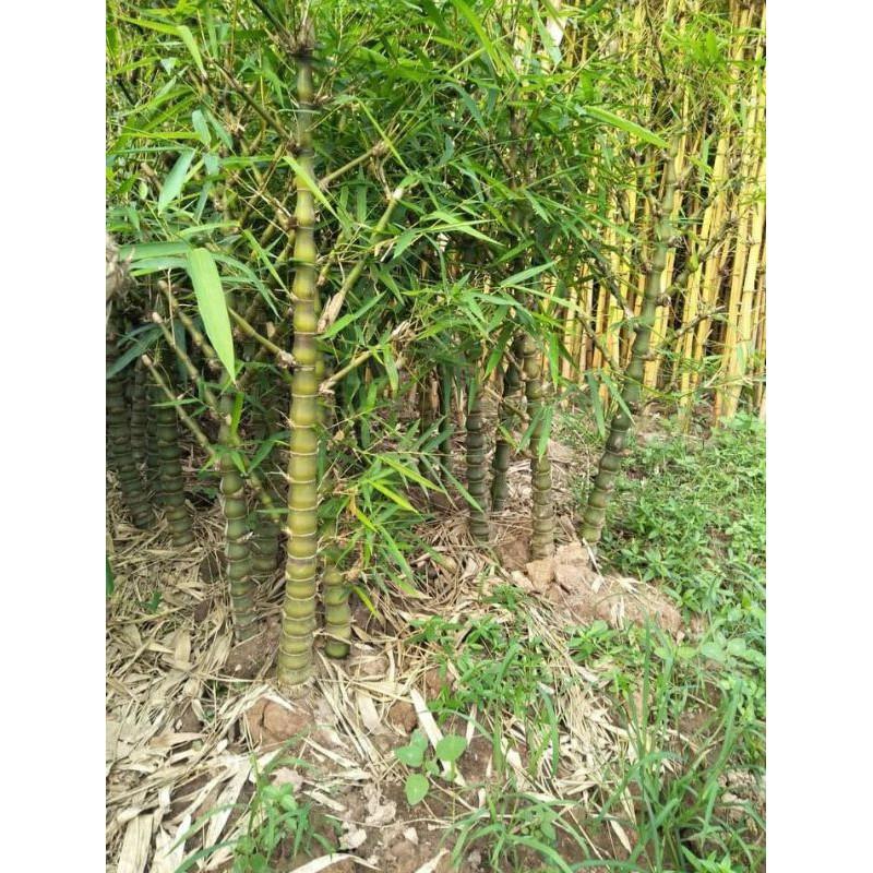 CÂY GIỐNG TRÚC ĐÙI GÀ HÀNG GỬI ĐI NGUYÊN CHẬU -