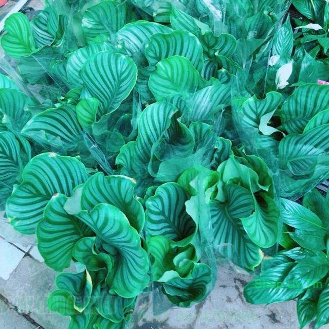 Đuôi Công Xanh