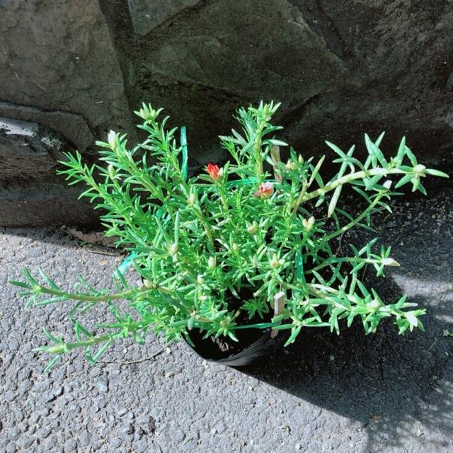 Hoa Mười Giờ 3 Màu